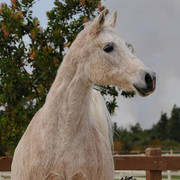 Santa Ynez Valley Arabian Breeders Celebration