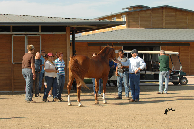 Santa Ynez Valley Arabian Breeders Celebration