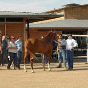 Santa Ynez Valley Arabian Breeders Celebration