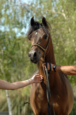 Santa Ynez Valley Arabian Breeders Celebration