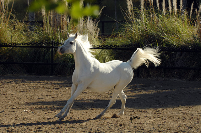 Santa Ynez Valley Arabian Breeders Celebration
