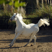 Santa Ynez Valley Arabian Breeders Celebration
