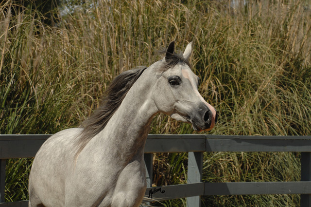 Santa Ynez Valley Arabian Breeders Celebration