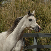 Santa Ynez Valley Arabian Breeders Celebration