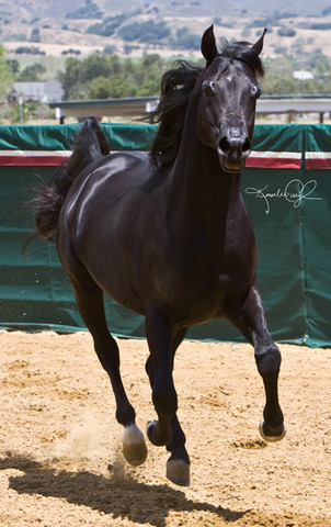 Santa Ynez Valley Arabian Breeders Celebration