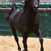 Santa Ynez Valley Arabian Breeders Celebration