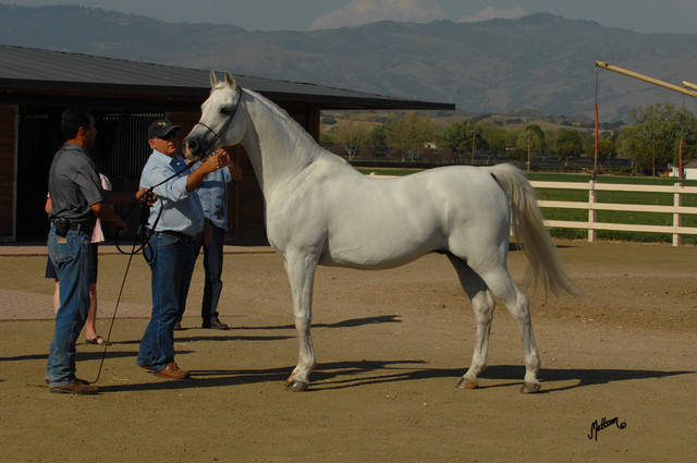 Santa Ynez Valley Arabian Breeders Celebration