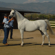 Santa Ynez Valley Arabian Breeders Celebration