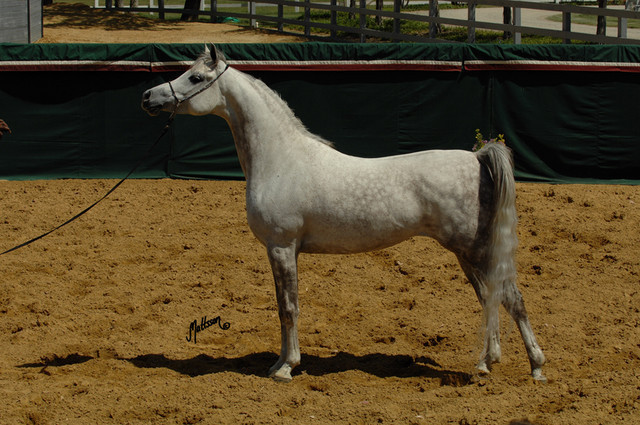 Santa Ynez Valley Arabian Breeders Celebration
