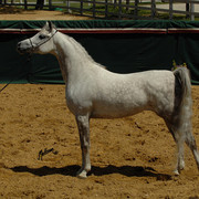 Santa Ynez Valley Arabian Breeders Celebration