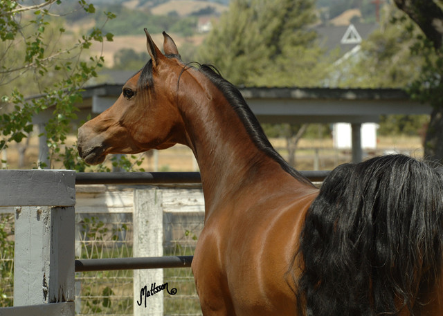 Santa Ynez Valley Arabian Breeders Celebration