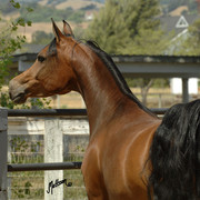 Santa Ynez Valley Arabian Breeders Celebration