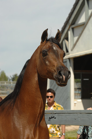 Santa Ynez Valley Arabian Breeders Celebration
