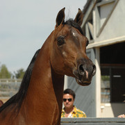 Santa Ynez Valley Arabian Breeders Celebration