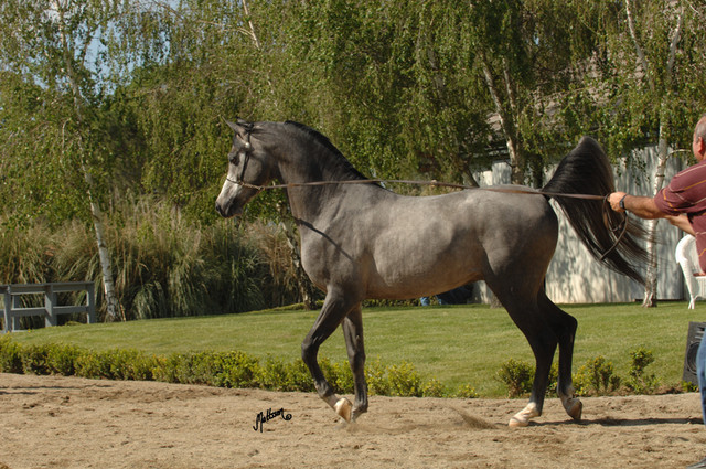 Santa Ynez Valley Arabian Breeders Celebration