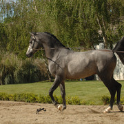 Santa Ynez Valley Arabian Breeders Celebration