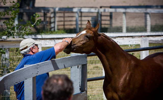 Santa Ynez Valley Arabian Breeders Celebration