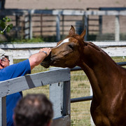 Santa Ynez Valley Arabian Breeders Celebration