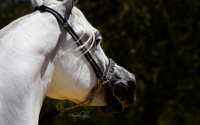 Santa Ynez Valley Arabian Breeders Celebration