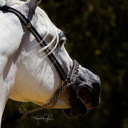 Santa Ynez Valley Arabian Breeders Celebration