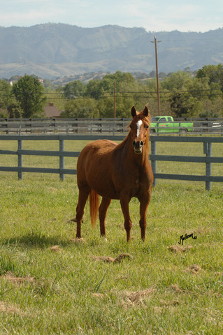 Santa Ynez Valley Arabian Breeders Celebration