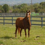 Santa Ynez Valley Arabian Breeders Celebration