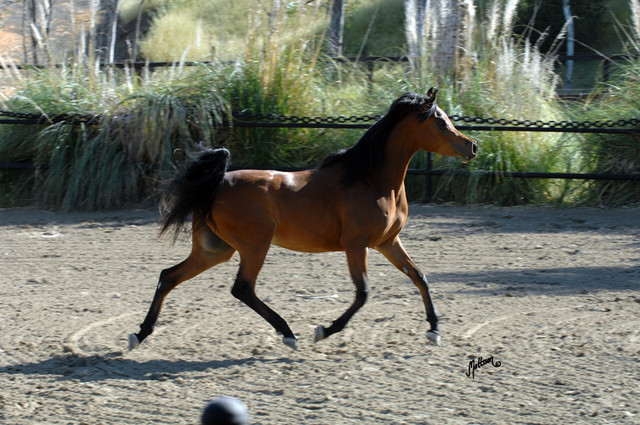 Santa Ynez Valley Arabian Breeders Celebration