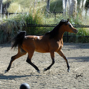 Santa Ynez Valley Arabian Breeders Celebration