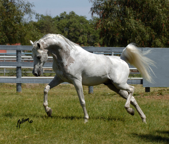 Santa Ynez Valley Arabian Breeders Celebration