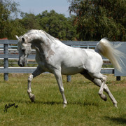 Santa Ynez Valley Arabian Breeders Celebration