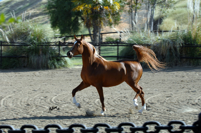 Santa Ynez Valley Arabian Breeders Celebration
