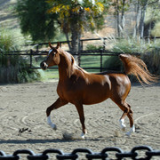 Santa Ynez Valley Arabian Breeders Celebration