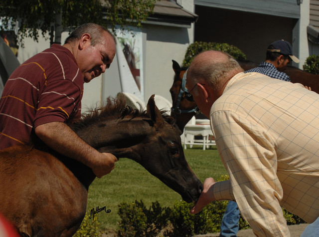 Santa Ynez Valley Arabian Breeders Celebration