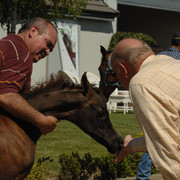 Santa Ynez Valley Arabian Breeders Celebration