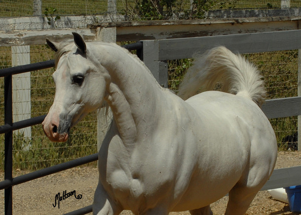 Santa Ynez Valley Arabian Breeders Celebration