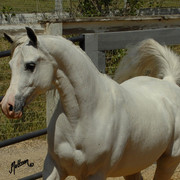 Santa Ynez Valley Arabian Breeders Celebration