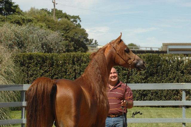 Santa Ynez Valley Arabian Breeders Celebration