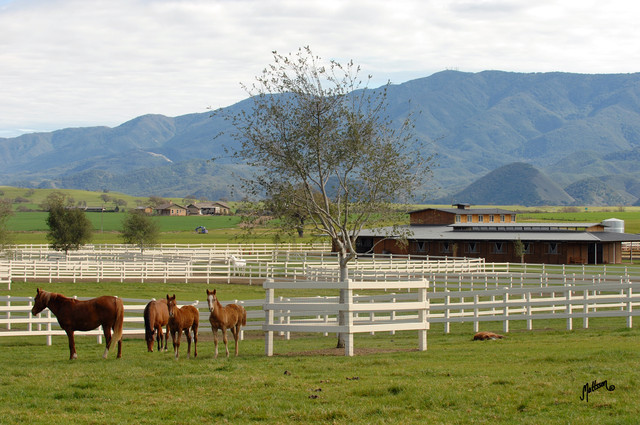 Santa Ynez Valley Arabian Breeders Celebration