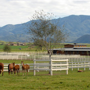 Santa Ynez Valley Arabian Breeders Celebration