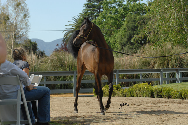 Santa Ynez Valley Arabian Breeders Celebration