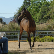 Santa Ynez Valley Arabian Breeders Celebration