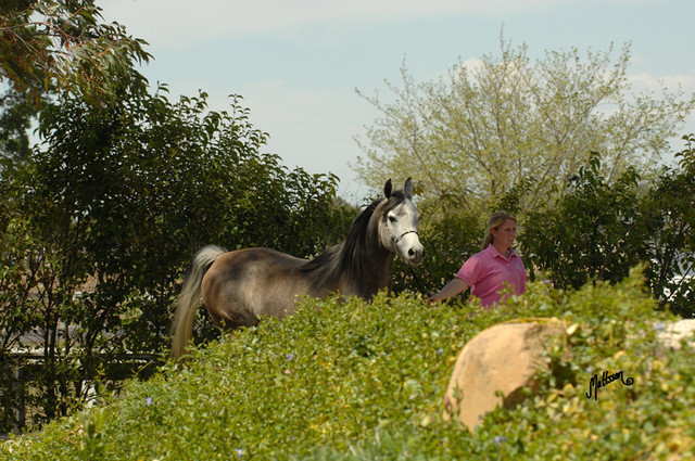 Santa Ynez Valley Arabian Breeders Celebration
