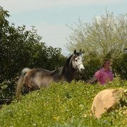 Santa Ynez Valley Arabian Breeders Celebration
