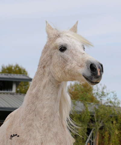 Santa Ynez Valley Arabian Breeders Celebration
