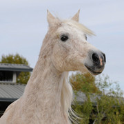 Santa Ynez Valley Arabian Breeders Celebration
