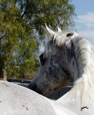 Santa Ynez Valley Arabian Breeders Celebration