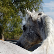 Santa Ynez Valley Arabian Breeders Celebration