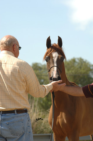 Santa Ynez Valley Arabian Breeders Celebration