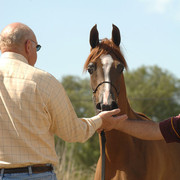 Santa Ynez Valley Arabian Breeders Celebration
