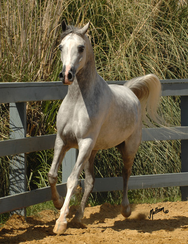 Santa Ynez Valley Arabian Breeders Celebration